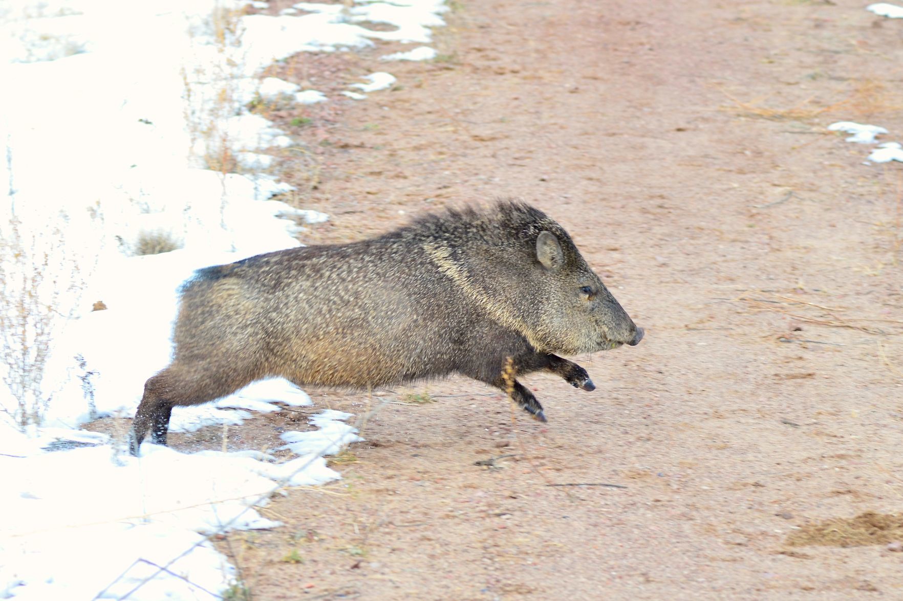 Javelina aka Collared Peccary
